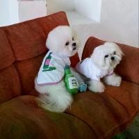 ราคา พร้อมส่งจากไทย Midnight Layer - Pawty Club - เสื้อผ้าสัตว์เลี้ยง เสื้อสุนัข เสื้อหมา เสื้อแมว (Soju - Pink) (1731632353269679355)