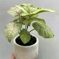 ราคา ต้นออมต้นออมชมพู ต้นใหญ่ ( PINK SYNGONIUM) ไม้ใบสวยมีสีชมพู ชอบแดดรำไร น้ำปานกลาง เป็นไม้ประดับ ไม้ฟอกอากาศ ต้นออมชมพ มีบริการเก็บ grass บ้านแคปซูล สําเร็จรูป หญ้า พองลม ตาข่ (1731924424173979532)