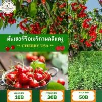 ราคา American cherry tree red fruit-branch seedlings at a height of 60-80 m. Easy planting, strong growth, red effect, sweet juicy. (1731924745662858538)