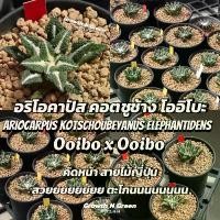 ราคา อริโอคาปัส คอตชูช้าง โออิโบะ ไม้เมล็ด Ariocarpus kotschoubeyanus elephantidens Ooibo x Ooibo" ไม้สายเลือดญี่ปุ่น （Hot sale） (1731300748290655999)