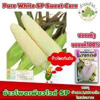 ราคา [ซองแท้ 2,000เมล็ด] เมล็ดพันธุ์ ข้าวโพด เพียวไวท์ SP Pure White SP Hokkaido Sweet Corn ข้าวโพดฮอกไกโด ข้าวโพดนมสด (1729623227050002441)