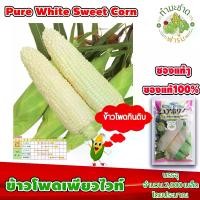 ราคา [ซองแท้ 2,000เมล็ด] เมล็ดพันธุ์ ข้าวโพด เพียวไวท์ Pure White Hokkaido Sweet Corn ข้าวโพดฮอกไกโด ข้าวโพดนมสด (1729623222590343177)