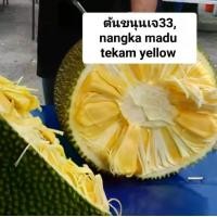 ราคา ต้นขนุนเจ33หรือ nangka madu tekam yellow (1730798058428926018)