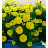 ราคา ดาวเรืองต้นเตี้ย ดาวเรืองกระถาง สีเหลือง 1000เมล็ด (1732227443258066997)