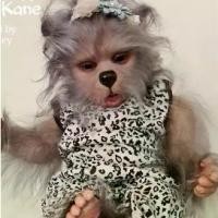 ราคา ชุดตุ๊กตาเกิดใหม่, NPK, 18 นิ้ว, Lula Kane, นางฟ้าลูกผสมเอลฟ์, ชิ้นส่วนตุ๊กตาไม่เสร็จสมบูรณ์ bjd dolls cry baby wild cutie star babies mystery bag (1732202541612107641)