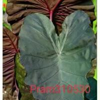 ราคา ◆ colocasia esculenta diamond head บอนหัวเพชรโคโลเคเซียเอสคูเลนต้า สไตล์การระเบิด (1730003607386950296)