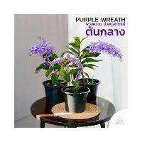 ราคา พวงคราม สีม่วง ดอกใหญ่ **ต้นกลาง (Purple Wreath) กระถาง 8นิ้ว ดอกไม้ประดับ ไม้มงคล (ต้นไม้) (1730014970163136718)