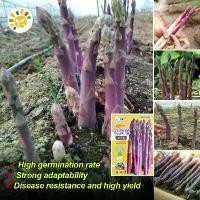 ราคา Sweet Purple Asparagus Seed หน่อไม้ฝรั่งม่วง เมล็ดพันธุ์ อัตรางอกสูง Heirloom Asparagus Vegetable Seeds for Gardening Vegetable Plants Seeds for Planting เมล็ดพันธุ์ผัก เมล็ดหน่อ (1731713119196449689)