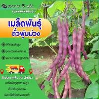 ราคา 15เมล็ดเมล็ดพันธุ์ถั่วพุ่มม่วงถั่วแขกสีม่วง Purple Bush Bean ถั่วพุ่มม่วงถั่วฝักยาว (1731344468490749244)