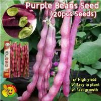 ราคา ปลูกง่าย ปลูกได้ทั่วไทย (20เมล็ด/ซอง) เมล็ดพันธุ์ ถั่วแขกม่วง High Yield Purple Beans Seeds Early Ripening Purple Kidney Beans Seeds Organic Vegetable Seeds for Planting เมล็ดผัก (1731909665751337160)
