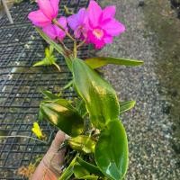 ราคา แคทลียา วาเลนไทน์ ดอกหอมๆ (1729593230500857970)