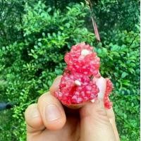 ราคา ต้นมะนาวคาเวียร์ สายพันธุ์ little ruby (1731929048425858984)