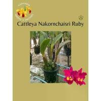 ราคา กล้วยไม้แคทลียา Nakornchaisri Ruby นครชัยศรี รูบี้ ต้นใหญ่คุ้มๆ ส่งแบบติดและไม่ติดดอก (1732054856734573642)