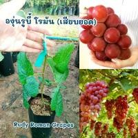 ราคา องุ่นสายพันธุ์รูบี้ โรมัน (Ruby Roman Grapes) เสียบยอด สายพันธุ์แท้100% (1730901236036438160)