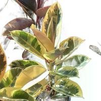 ราคา #ยางอินเดียด่างขาว(Ruby white Rubber) ขนาด80-100cm (1731655071407966713)