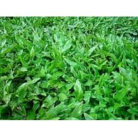 ราคา ขายส่ง 1 ปอนด์ เมล็ดหญ้ามาเลเซีย Tropical Carpet grass Savanna Grass หญ้าเห็บ หญ้าไผ่ หญ้าปูสนาม สนามหญ้า พืชตระกูลหญ้า เมล็ดพันธ์หญ้า ปูหญ้า ปูสนาม สนามหญ้าและสวน การดูแลหญ้า ชน (1731519800352213258)