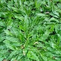 ราคา 100 กรัม เมล็ดหญ้าไทเป หญ้ามาเลเซียแคระ Broadleaf Carpet Grass หญ้าสวนหย่อม สนามหญ้า หญ้าปูสนาม (1729847772485617930)