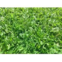 ราคา ขายส่ง 10 ออนซ์ เมล็ดหญ้ามาเลเซีย Tropical Carpet grass Savanna Grass หญ้าเห็บ หญ้าไผ่ หญ้าปูสนาม สนามหญ้า พืชตระกูลหญ้า เมล็ดพันธ์หญ้า ปูหญ้า ปูสนาม สนามหญ้าและสวน การดูแลหญ้า ช (1731519608782686474)