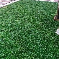 ราคา 1 ออนซ์ เมล็ดหญ้าไทเป หญ้ามาเลเซียแคระ Broadleaf Carpet Grass หญ้าสวนหย่อม สนามหญ้า หญ้าปูสนาม (1729847624459847946)