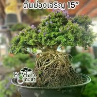 ราคา G ต้นม่วงเจริญไซต์ 15” ต้นไม้จริง ต้นม่วงเจริญ ได้ทั้งกระถาง จัดสวนให้ด้วย ของตกแต่ง ต้นไม้ (1729664840630306975)
