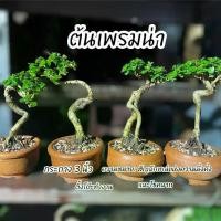 ราคา P ต้นเพรมน่าจิ๋ว กระถาง 3” บอนไซ ไม้จิ๋ว สวนถาด ต้นไม้จริง ได้ทั้งกระถาง จัดสวนให้ด้วย ของตกแต่ง ต้นไม้ (1730906809497585823)
