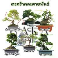 ราคา L คละสายพันธ์ บอนไซ ไม้จิ๋ว ต้นไม้บอนไซ ต้นไม้จริง ได้ทั้งกระถาง จัดสวนให้ด้วย ของตกแต่ง ต้นไม้ (1729681057754744991)