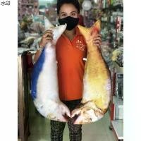 ราคา แนะนำ หมอนอิง หมอนตั้งโชว์รูปปลาทู (1731337537565066423)