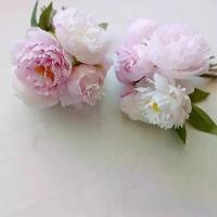 ราคา ช่อดอกไม้ประดิษฐ์ ดอกโบตั๋นปลอม สองกลีบ ดีไซน์นอร์ดิกเรียบง่าย ดอกไม้ปลอม พระสมเด็จ ม้วน พระเครื่อง เมืองไทย ไลฟ์สด live ยอดนิยม จ่า เบน ภูมิ เทียน ไฟฟ้า สมเด็จ โตวัด ระฆัง แท้ (1732084218369771182)