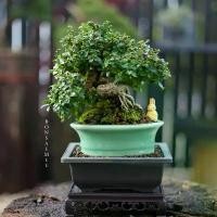 ราคา บอนไซชาฮกเกี้ยน Fukien Tea (1732156597282243938)