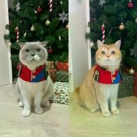 ราคา purrpet Nutcracker set for pet ชุดนัทเเครกเกอร์ สำหรับสัตว์เลี้ยง ชุดแมวน่ารัก ชุดแมวคอสเพลย์ ชุดหมาน่ารัก ชุดแมว (1729598867258771603)