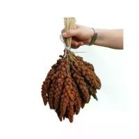 ราคา มิลเล็ทสเปร์แดง U.S.A บรรจุ 1 กิโลกรัม อาหาร ลูกป้อน นกกรงหัวจุก กรง หัว จุก แก้ว อาหารนกกรงหัวจุก (1732335904175720205)