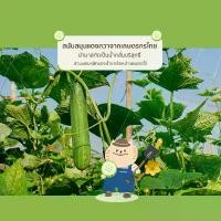 ราคา น้ํายาเช็ดตาแมว เช็ดคราบน้ําตาแมว เช็ดหูแมว น้ำยาเช็ดหน้าแมว สิวแมว | Daily Facial Cleaner | Panthero COD (1732028102630606829)