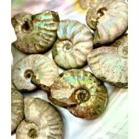 ราคา 1 Piece Natural Opal Ammonite Fossil Polished Gemstone Healing Specimen Slice healing quartz home decoration gift จัดส่งเฉพาะจุด (1732250782653056448)