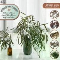 ราคา แนะนำ Dried Leaf ช่อใบยูคาอบแห้ง | อบ แห้ง ธัญพืช ต้นไม้ ดอกไม้ ใบไม้ ไม้เลื้อย ไม้ประดับ กิ่ง ก้าน กระถาง แจกัน ตกแต่ง บ้าน (1731891247527658897)