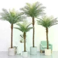ราคา ต้นมะพร้าวปลอม หรือต้นสิบสองปันนา ต้นไม้ปลอม ตกแต่งบ้านและสวน ออฟฟิศ ค่าเฟ่ Plant-CCN (1730470438073895180)