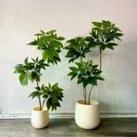 ราคา ต้นศุภโชค ต้นไม้ประดิษฐ์ ต้นไม้มงคล ไม้ประดับ ตกแต่งบ้านและห้อง plant-mnt (1731390768287746316)