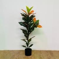 ราคา โกสน ต้นไม้ปลอมแต่งบ้าน (พร้อมกระถาง) ต้นไม้มงคล ต้นไม้ราคาถูก บ้านและสวน (พร้อมส่งจากไทย)Plant-L(BSM) (1730355314488085469)