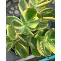 ราคา ต้นคลาสซูล่า ( Crassula Ovata หรือ Jade Plant ) #ต้นไม้สวรรค์ หรือ #ต้นใบเงิน COD (1732266354732401832)