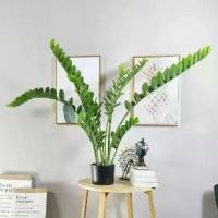ราคา ต้นไม้มงคล ต้นกวักมรกต ต้นไม้ปลอม (กระถางสีดำ) แต่งบ้าน กวักมรกต Plant-L(GMG) (1729735129140857821)