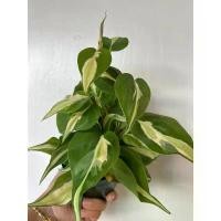 ราคา 3-color spotted Philodendron Brasil or Philodendron Brasil (Philodendron Brasil), 3-inch pot, small climbing plant with heart-shaped leaves. (1731806928315451077)