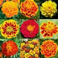 ราคา [COD] Marigold Seeds ดอกดาวเรืองคละสี ดาวเรืองฝรั่งเศส คละสี ถูกที่สุด เมล็ดพันธุ์ดาวเรืองฝรั่งเศสคละสี 100 เมล็ด งอกง่าย โตไว ดอกดกสวย ต้นไม้ ดอกไม้ ต้นไม้ฟอกอากาศ ต้นไม้มงคลสวย (1731646615500850260)