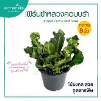 ราคา เฟิร์นข้าหลวงคอบบร้า กระถาง 8 นิ้ว ต้นไม้มงคล ไม้ฟอกอากาศ ต้นไม้ plant (1732229200957507097)