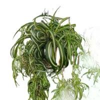 ราคา #ต้นเศรษฐีเรือนใน (Spider Plant หรือ Airplane Plant) หรือชื่อทางวิทยาศาสตร์คือ Chlorophytum comosum #ต้นไม้ที่ช่วยฟอกอากาศได้ดี #สามารถลดสารพิษในอากาศได้ถึง 90 เปอร์เซ็นต์ภายใน (1731941771114219001)