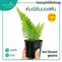 ราคา ☛เฟิร์นบอสตัน กระถาง 3 นิ้ว ต้นไม้ฟอกอากาศ ต้นไม้ในร่ม ต้นไม้ plant✯ (1731507941724096390)