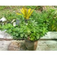 ราคา คลาสซูล่า เศรษฐีดูดทรัพย์ ต้นดูดทอง ต้นดูดเงิน ต้นมันนี่ ต้นไม้สวรรค์ ต้นใบเงิน คราสซูลา ไม้อวบน้ำ เป็นสัญลักษณ์ของความมั่งคั่งและความเจริญรุ่งเรือง Crassula ovata Money plant (1730312154687441534)