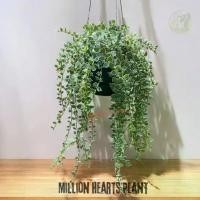 ราคา เดฟหัวใจล้านดวงด่างขาว (Million Hearts Plant) กระถาง 4 นิ้ว พร้อมตะขอแขวน (1731049003908368569)