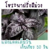 ราคา 20 เมล็ด เมล็ดพันธุ์ โหระพาฝรั่ง ม่วง Dark Opal Plant seeds (1730303024620342241)