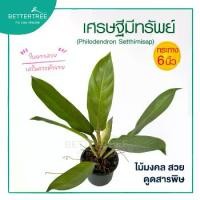 ราคา เศรษฐีมีทรัพย์ กระถาง 6 นิ้ว ต้นไม้มงคล ไม้ฟอกอากาศ ต้นไม้ plant (1732089888842352153)