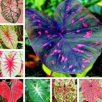 ราคา จุดประเทศไทย 100ชิ้น/แพ็ค Caladium Seeds Plant ต้นไม้ตกแต่ง ไม้ดอก พันธุ์ไม้หายาก เมล็ด แต่งสวน ไม้ประดับ ต้นไม้ประดับสด (1730125296098379898)