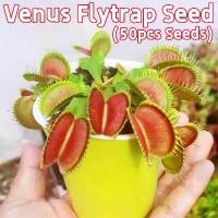 ราคา 50 เมล็ด กาบหอยแครงปากแดง เมล็ดบอนสี Venus Flytrap Seeds Fly Trap Funny Plants Seeds Venus Flytrap Plant Seed Carnivorous Flower Seeds เมล็ดดอกไม้ เมล็ดบอนสีสวยๆ ต้นไม้มงคล ต้นไม (1731444480011438503)
